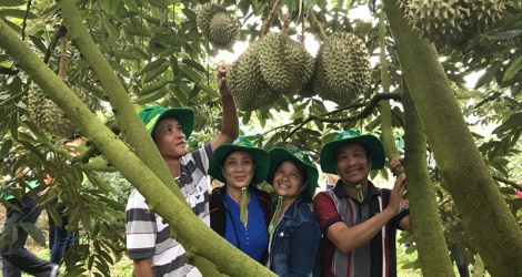 Phân bón Phú Mỹ: Bí quyết cho cây dưa và sầu riêng ở miền Trung – Tây Nguyên những mùa bội thu