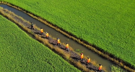 Lộc Trời đẩy mạnh cấu trúc tài chính, tham gia sâu vào Đề án 1 triệu ha lúa chất lượng cao